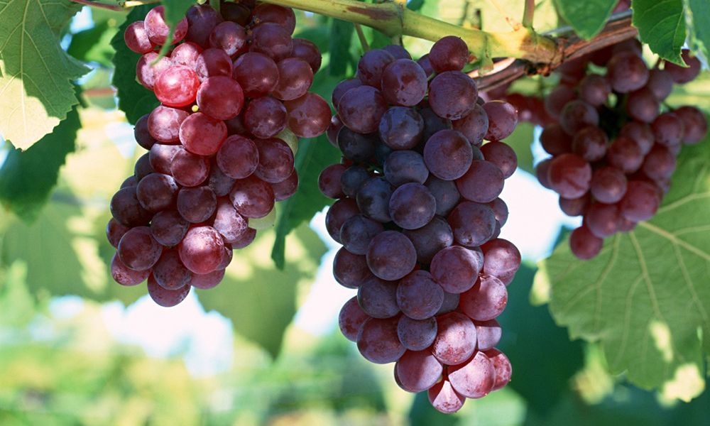 how-many-calories-in-grapes-find-out-now